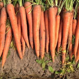 Orange Blaze, Carrot Seeds